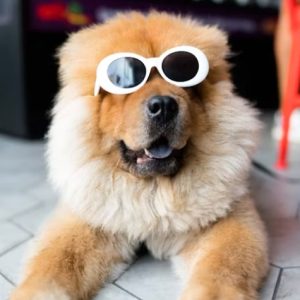 Dog wearing glasses